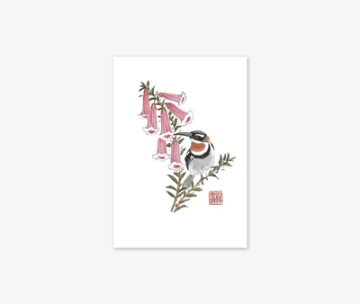 Western Spinebill&lt;br&gt;Gift Card Only